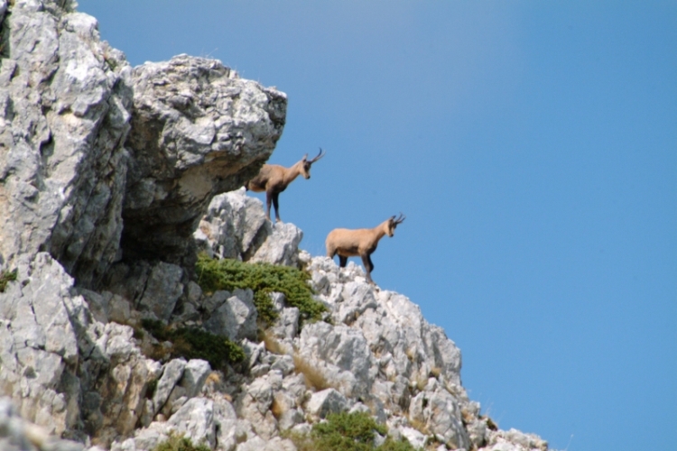 Camoscio d''Abruzzo Rupicapra pyrenaica ornata
